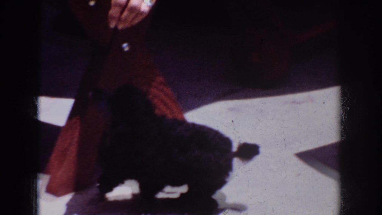 Black poodle moving beside a red chair leg while a hand holds a treat above.