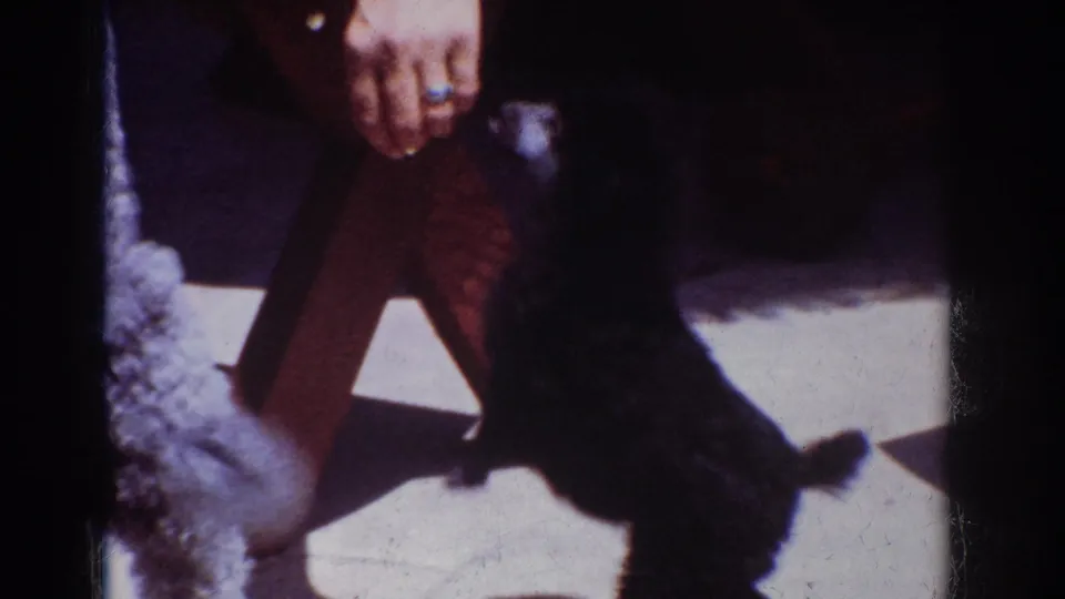 1962 Yorba Linda home-movie frame showing a black poodle standing up toward a treat held by a partly visible adult.