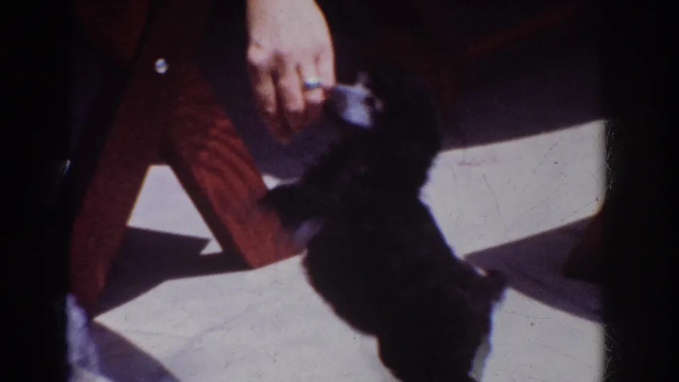 1962 Yorba Linda frame of a black poodle upright on hind legs, reaching toward a treat in a person's hand.