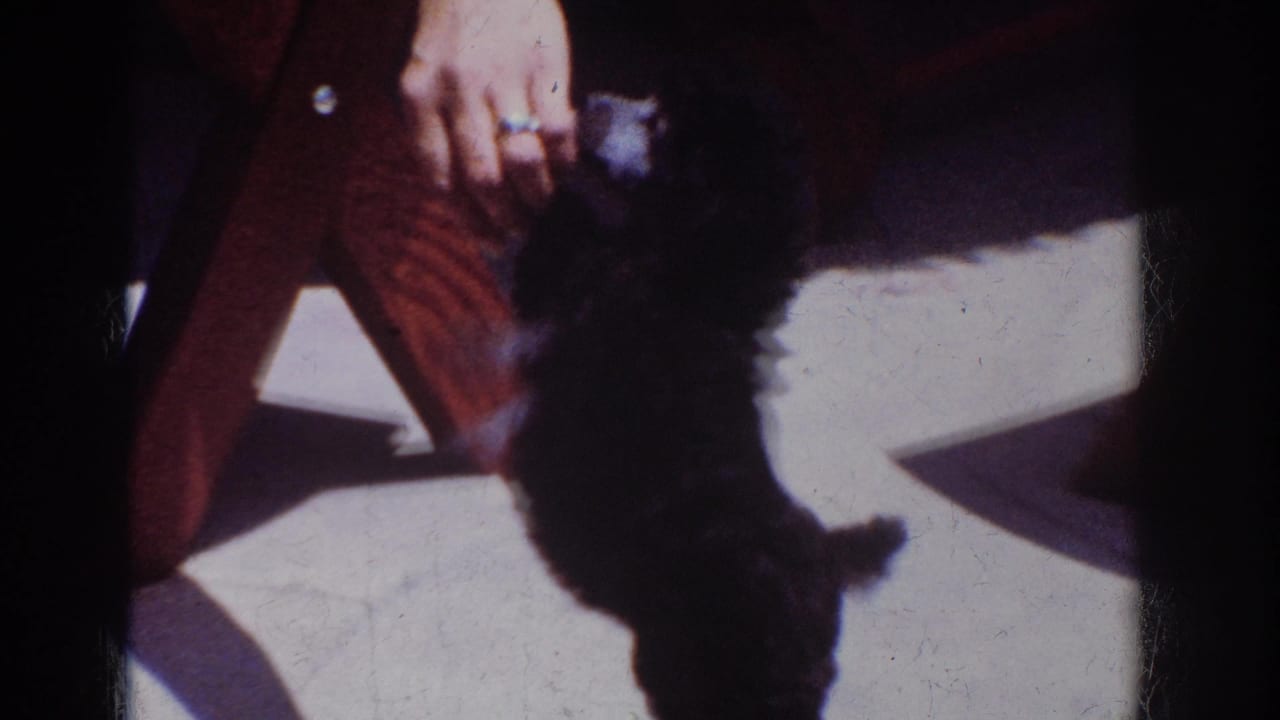 In 1962 Yorba Linda home-movie footage, a small black puppy stands near a person’s hand on a sunlit outdoor surface.