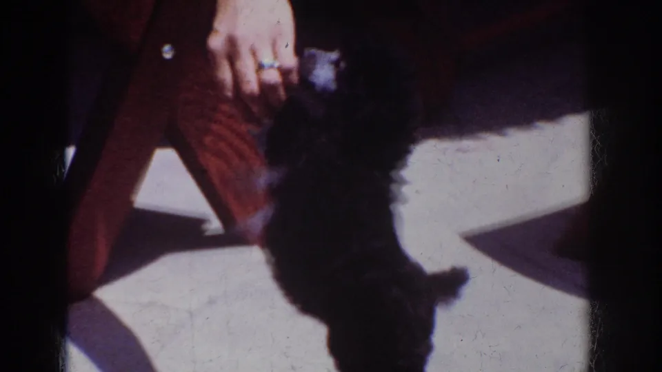 In 1962 Yorba Linda home-movie footage, a small black puppy stands near a person’s hand on a sunlit outdoor surface.