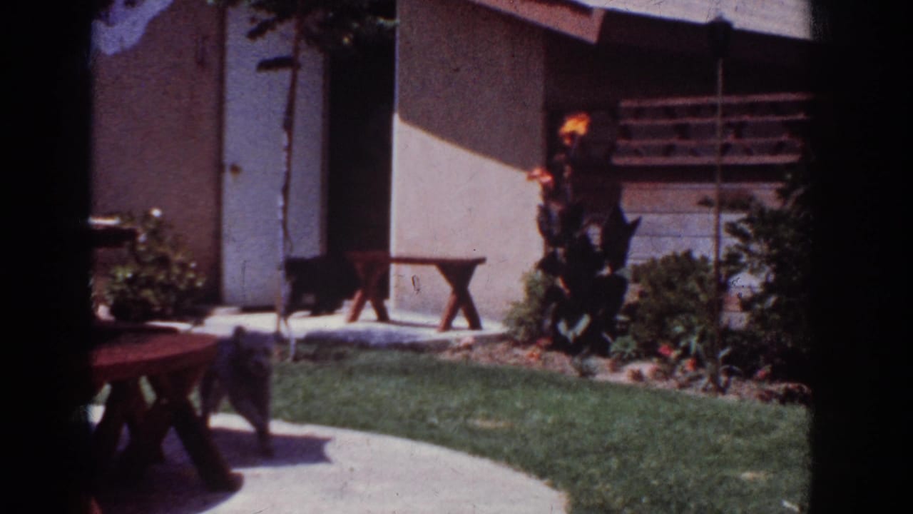Backyard lawn and path with a dark dog near a wooden bench and house wall.