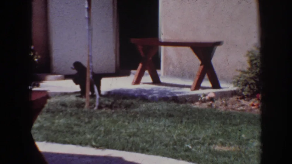 1962 Yorba Linda home-movie frame showing a small black dog near a wooden X-leg bench by the patio and lawn.