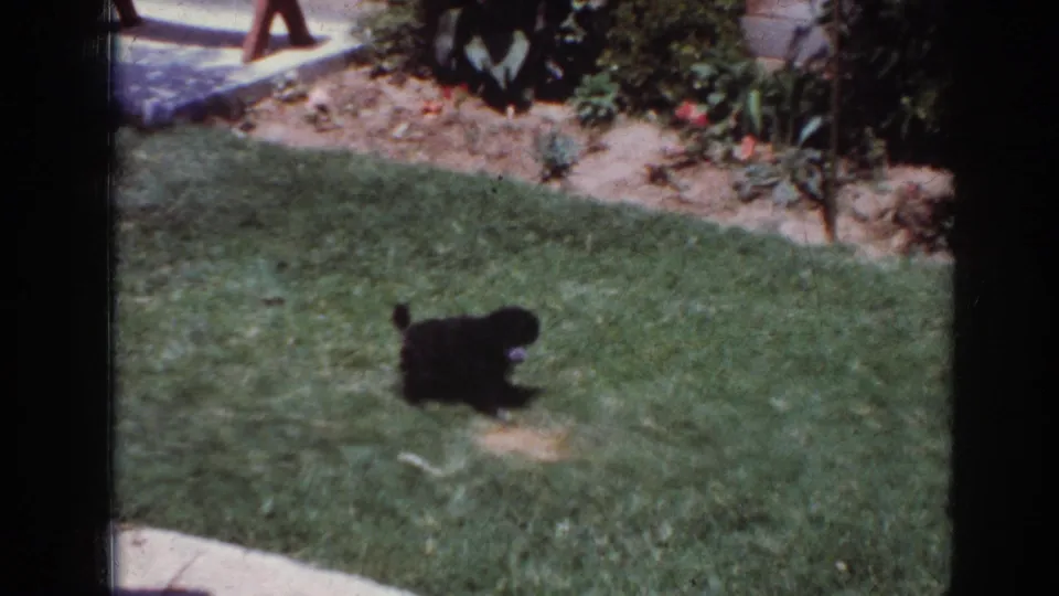 1962 Yorba Linda frame with a small black dog moving through a sunlit backyard lawn near garden beds and patio edges.