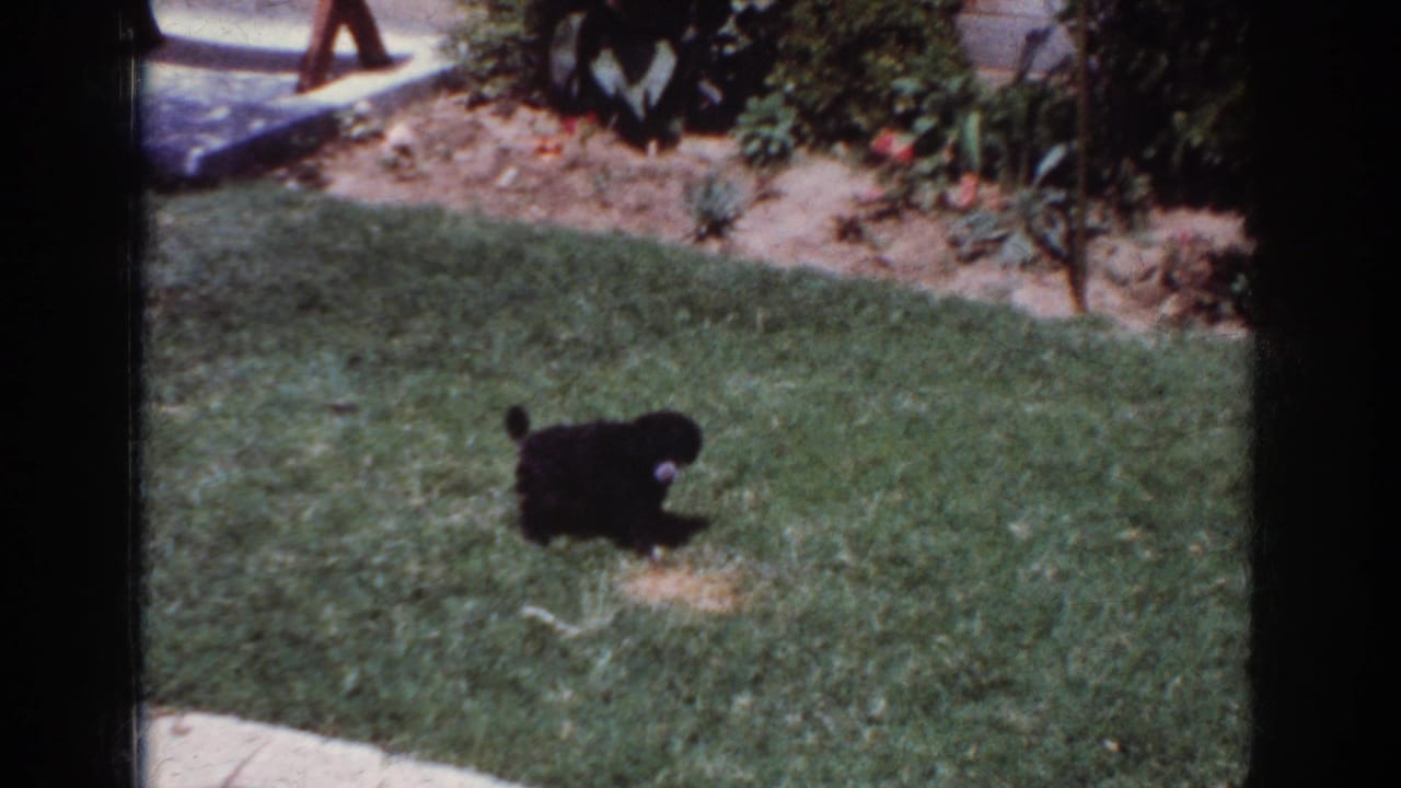 1962 Yorba Linda home-movie frame showing a small black puppy moving across a backyard lawn near shrubs and a patio edge.