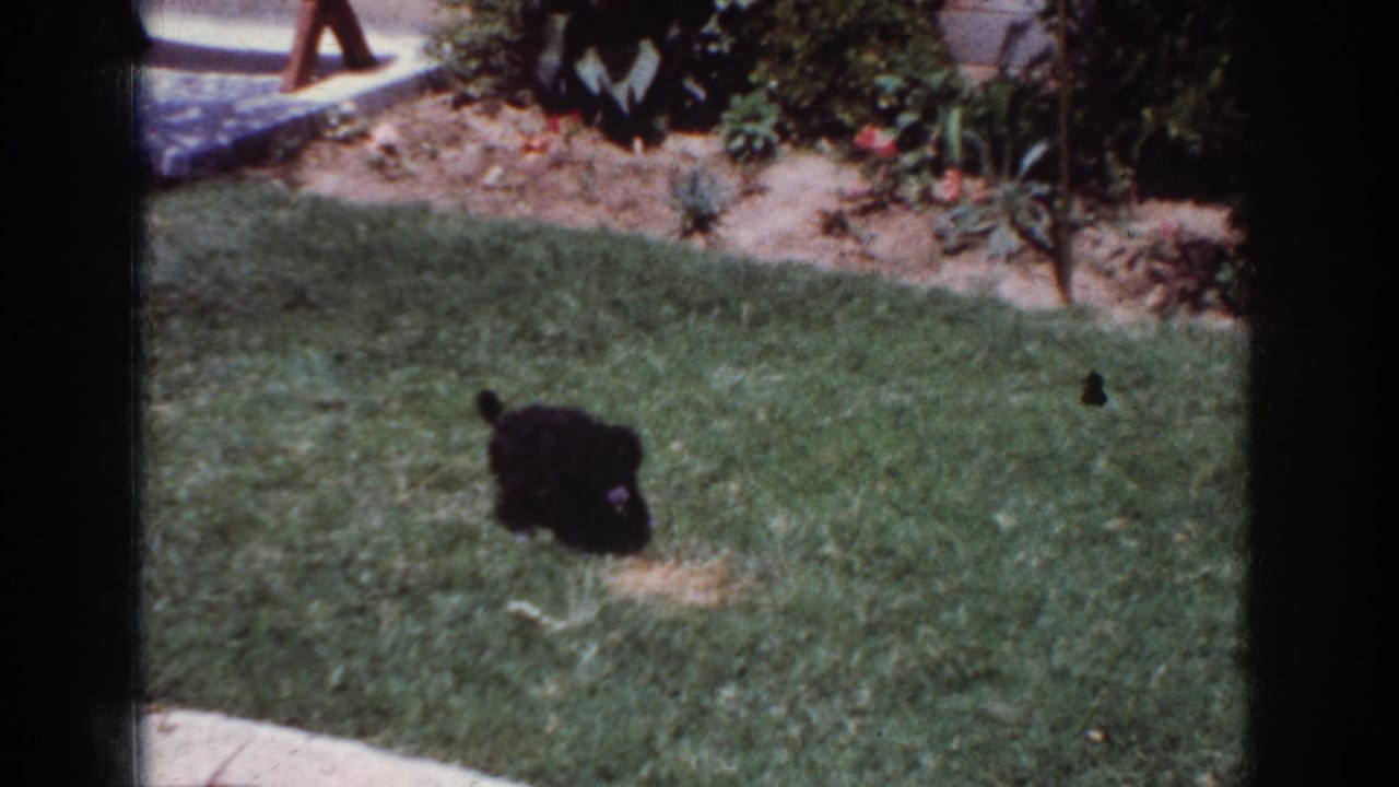 The black puppy pauses on a Yorba Linda backyard lawn, with planted shrubs and a light walkway visible behind it.