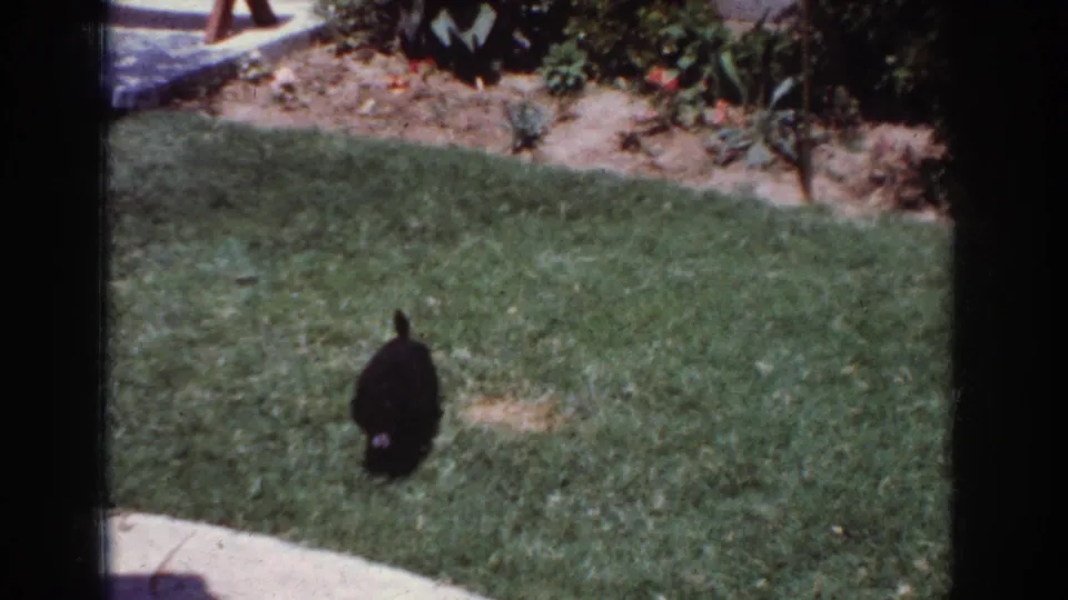 A black puppy is filmed from behind as it moves away across the grass in the 1962 Yorba Linda backyard scene.