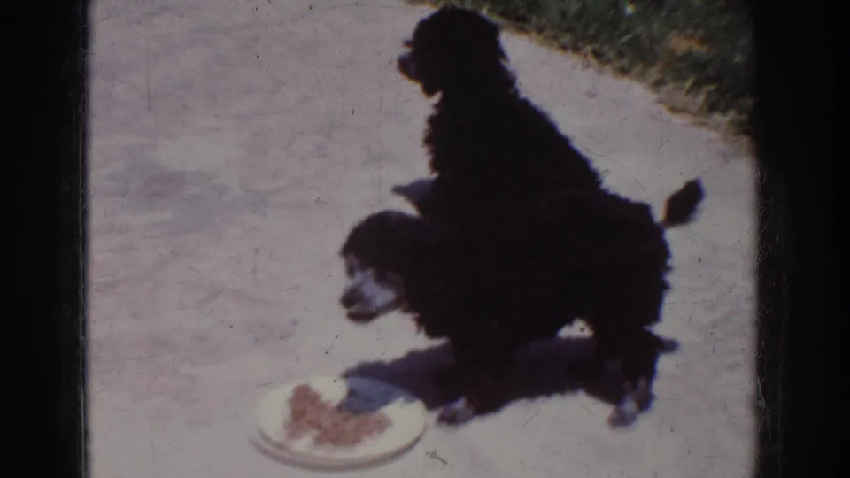 An adult black poodle stands beside a food bowl on a light outdoor surface, with another dog partly visible below.