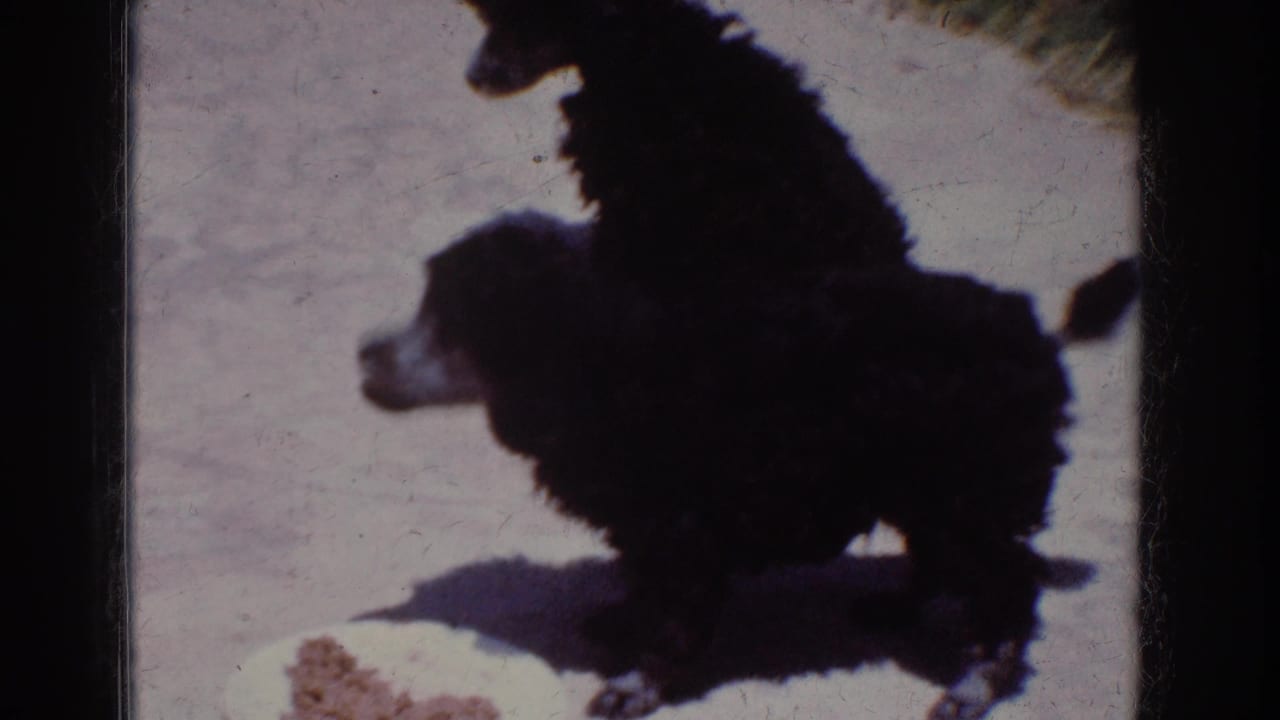 1962 Yorba Linda home-movie frame showing two black poodles on a bright sidewalk beside grass, with one dog near a white bowl.