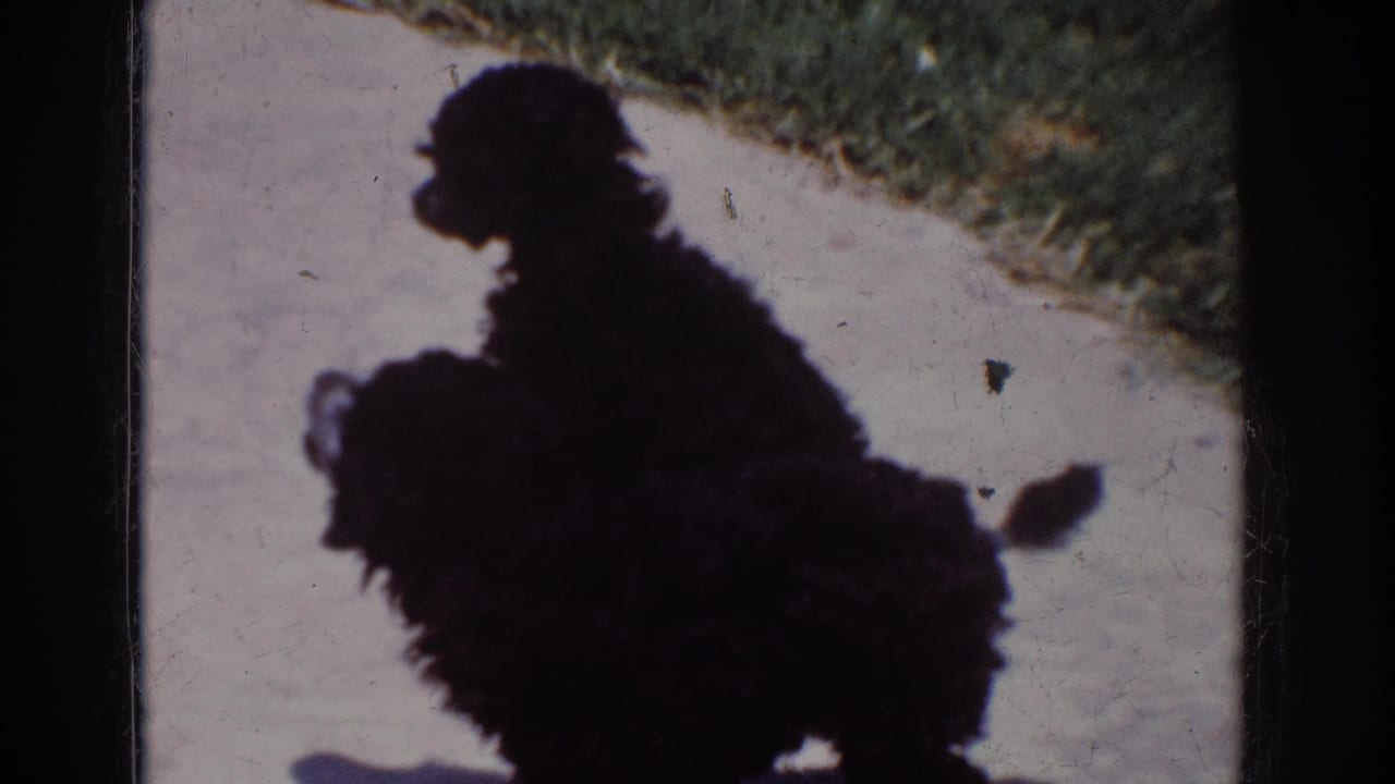 Two black poodles stand close together on a sidewalk beside grass.