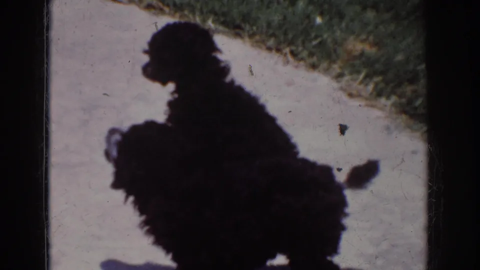 1962 Yorba Linda frame with two black poodles standing close together on a light sidewalk next to a grassy edge.