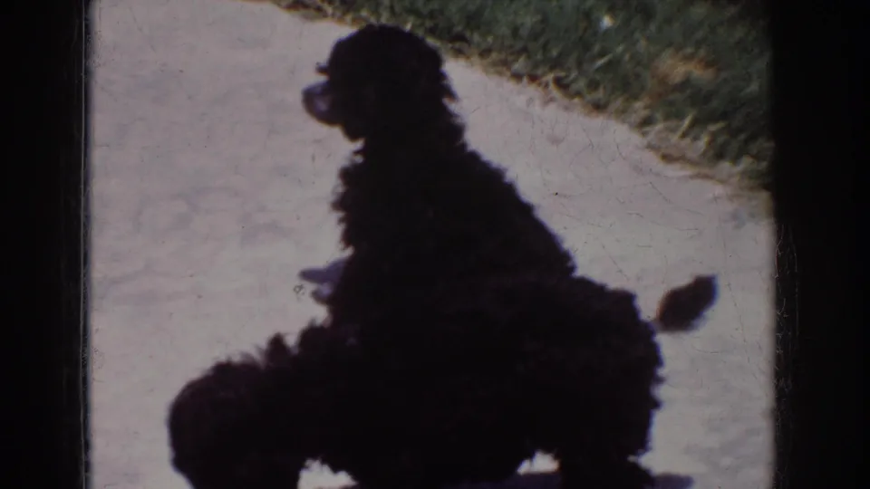 1962 Yorba Linda home-movie still showing black poodles overlapping in the foreground on a sunlit sidewalk beside grass.