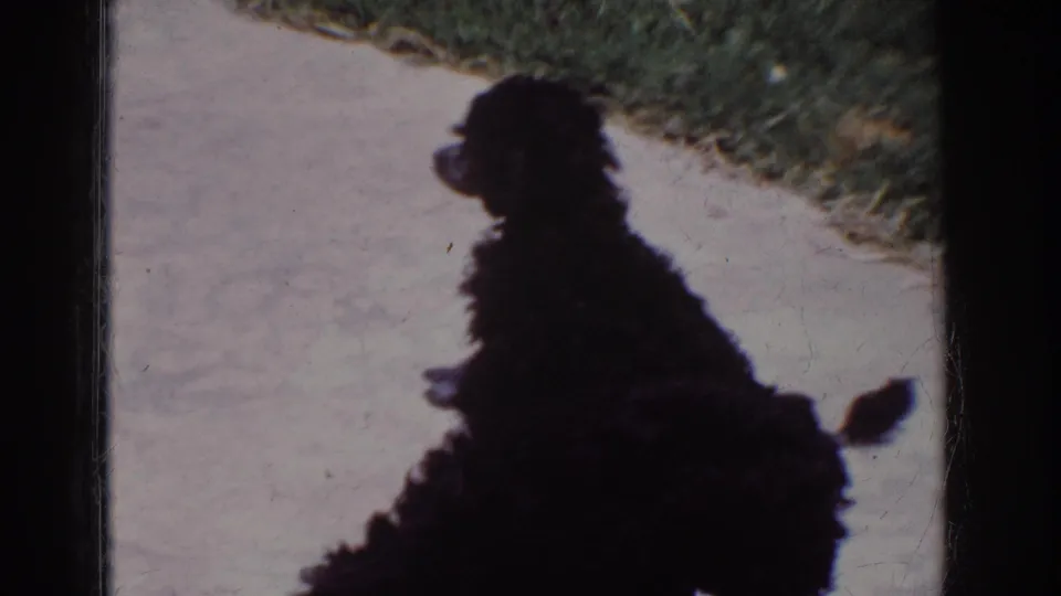 1962 Yorba Linda frame showing a black poodle in profile on a pale sidewalk, with another dog partly obscured near the lower edge.