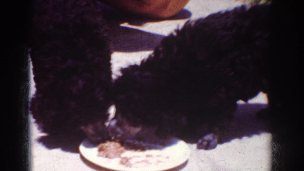In 1962 Yorba Linda home-movie footage, two black poodle puppies share food from a white plate on a sunlit patio.