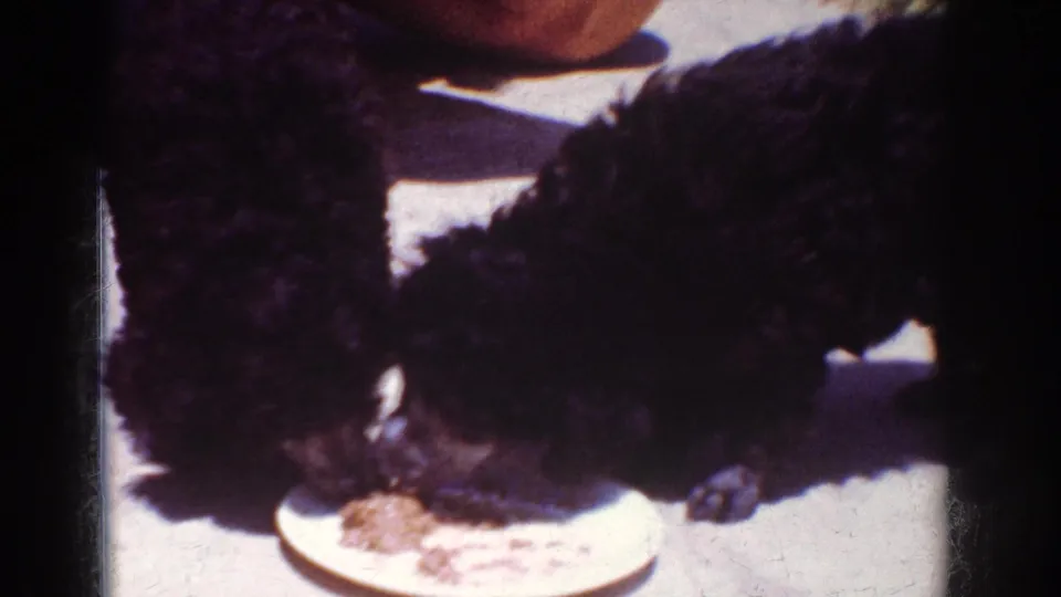 In 1962 Yorba Linda home-movie footage, two black poodle puppies share food from a white plate on a sunlit patio.