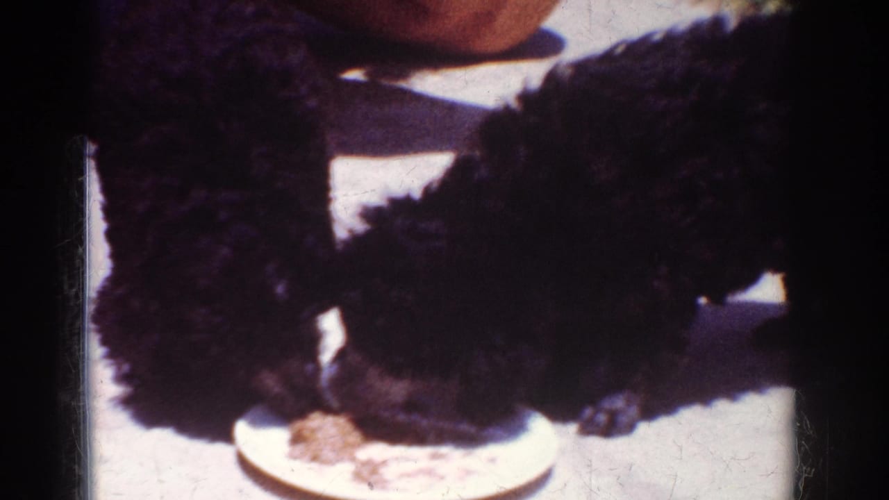Two dark puppies lean over a white plate on a bright patio with an adult partly visible above them.