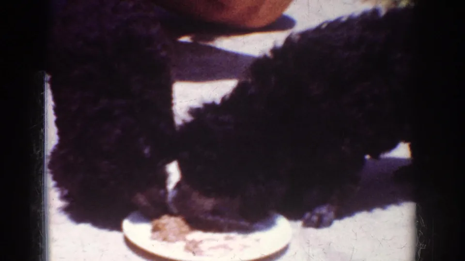 Two black poodle puppies continue eating from a shared white plate in grainy 1962 Yorba Linda 8mm footage.