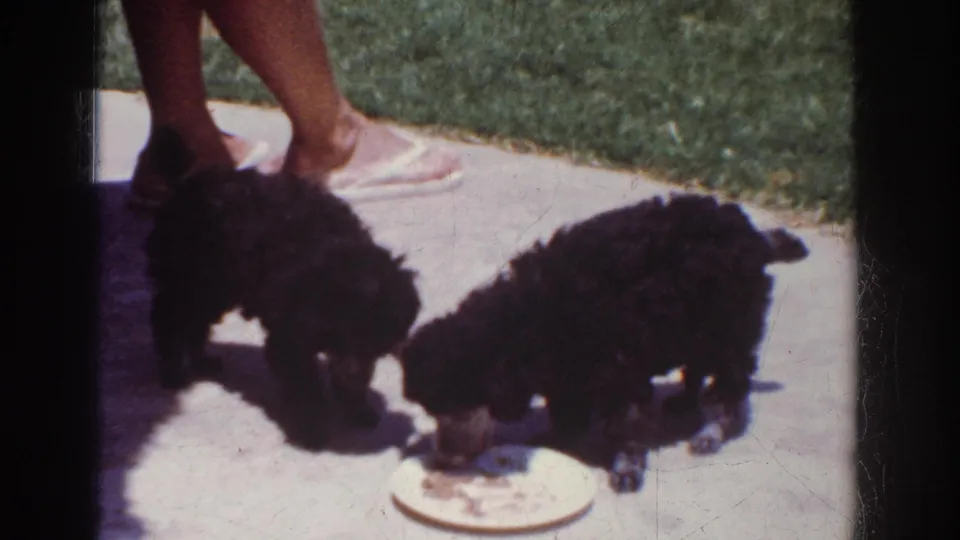 Two black poodle puppies feed on a patio near a green lawn, with an adult's legs and pink sandals visible in the frame.