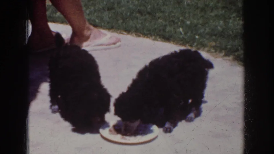 The puppies share the plate on the concrete patio in Yorba Linda, with lawn and part of an adult standing nearby.
