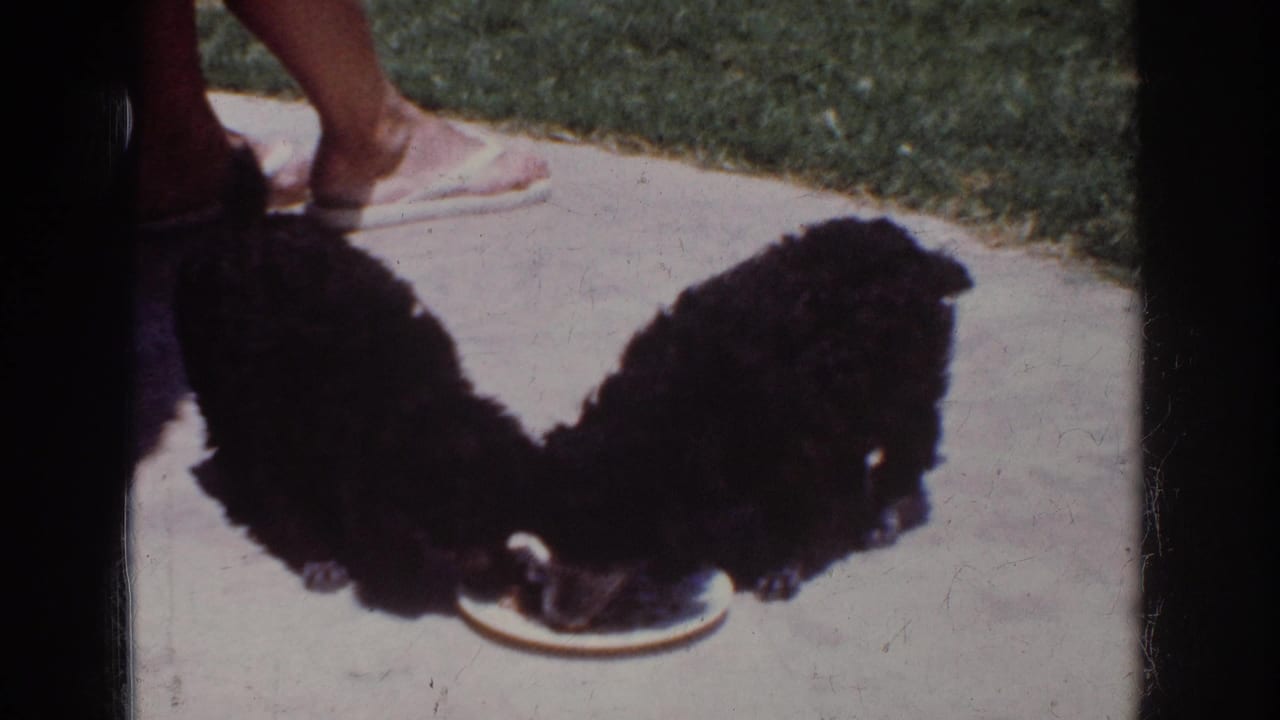 In this 1962 Yorba Linda home-movie frame, two black poodle puppies eat from a white plate on a patio while sandaled feet stand nearby.