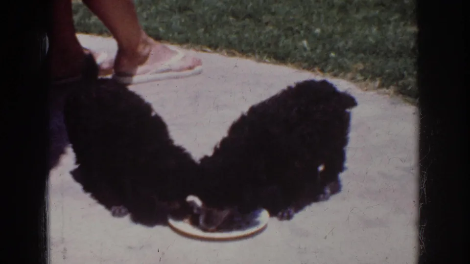 In this 1962 Yorba Linda home-movie frame, two black poodle puppies eat from a white plate on a patio while sandaled feet stand nearby.