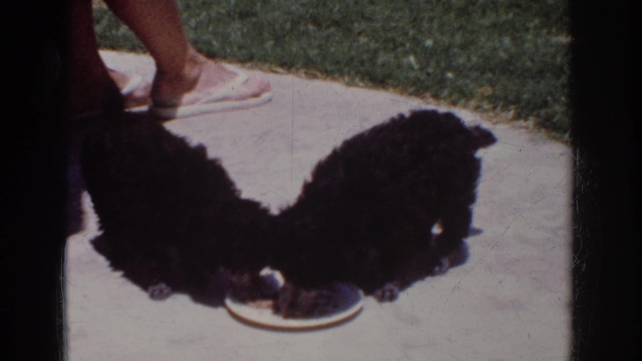 Two black poodle puppies continue eating from a white plate on a Yorba Linda patio, with only a person's feet and lower legs visible.