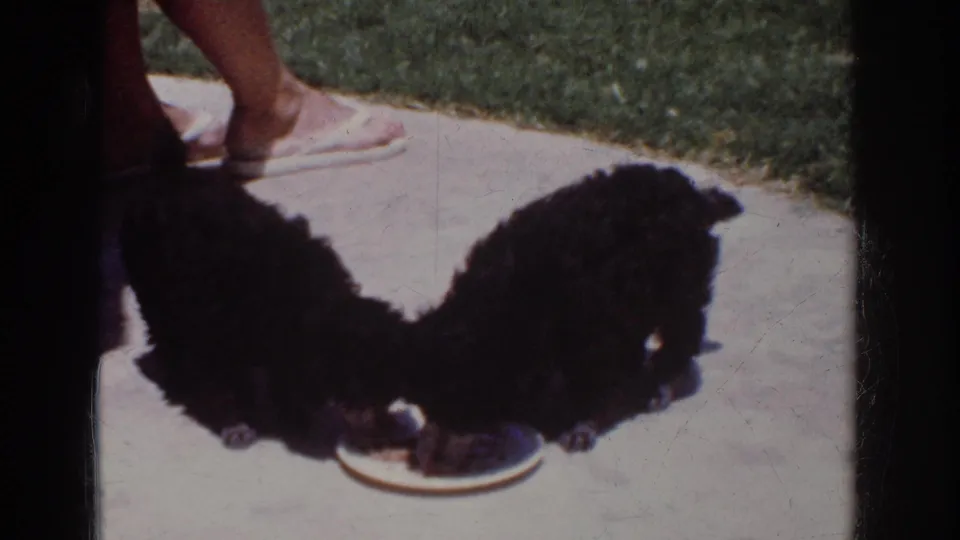 Two black poodle puppies continue eating from a white plate on a Yorba Linda patio, with only a person's feet and lower legs visible.