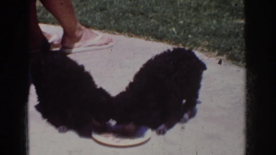The 8mm frame shows the puppies from a closer, slightly lower angle as they share a white plate on the concrete patio.