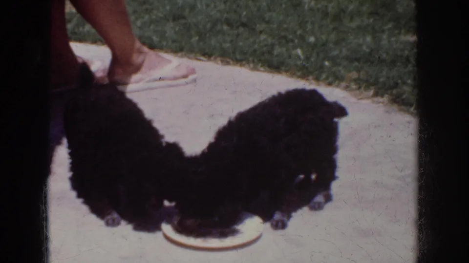 At the end of the clip, two black poodle puppies are still eating from the plate on the Yorba Linda patio, framed by grass and film edges.