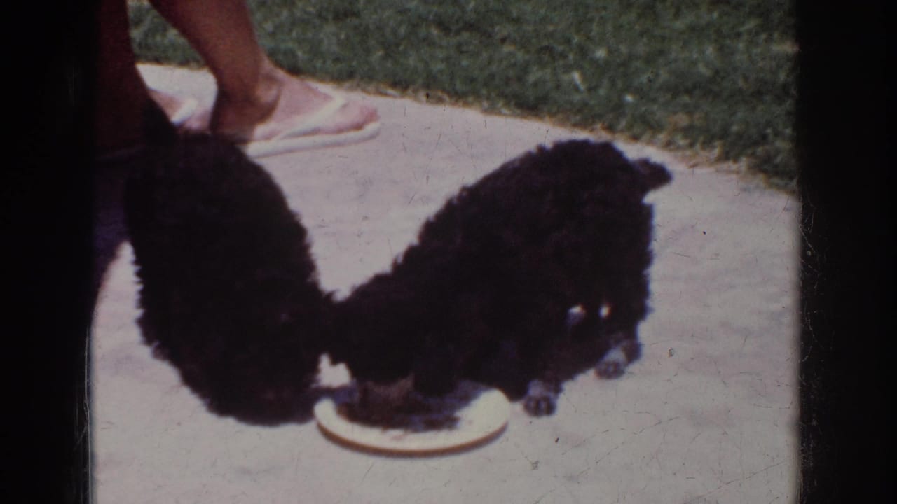 1962 Yorba Linda home-movie frame showing two fluffy black puppies sharing a white plate on a patio, with legs and white flip-flops nearby.