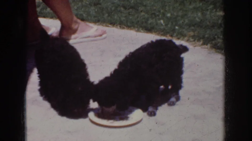 1962 Yorba Linda home-movie frame showing two fluffy black puppies sharing a white plate on a patio, with legs and white flip-flops nearby.