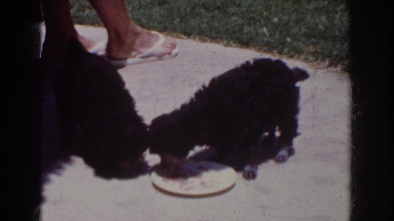 Two small black puppies continue eating from a white plate in this 1962 Yorba Linda 8mm home-movie frame, with a person’s feet in the background.