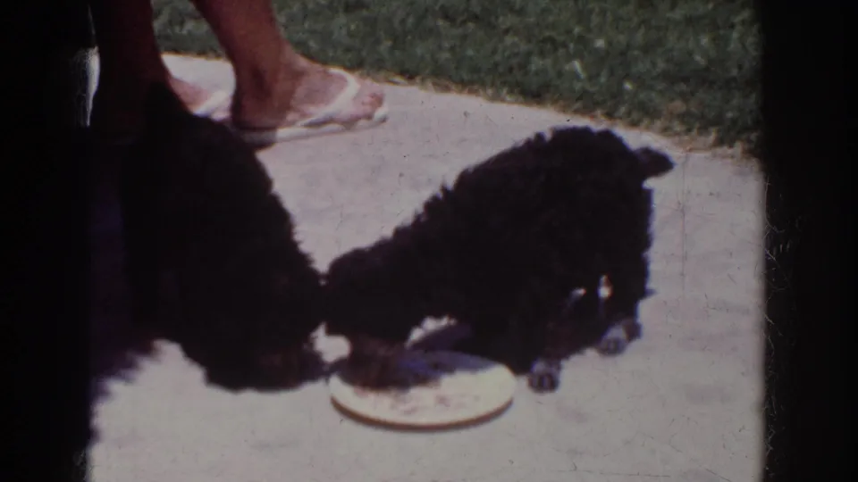 Two small black puppies continue eating from a white plate in this 1962 Yorba Linda 8mm home-movie frame, with a person’s feet in the background.