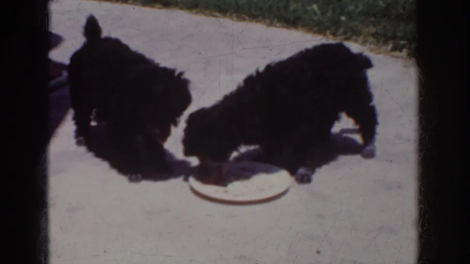 A 1962 Yorba Linda frame shows two fluffy black puppies around a white plate on a concrete patio, with lawn and partial legs at the edge.