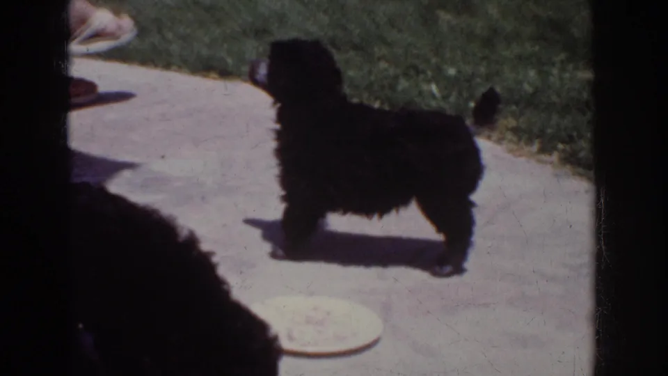 Final 1962 Yorba Linda home-movie frame with one small black puppy standing near the lawn and white plate while another puppy is partly cropped in front.