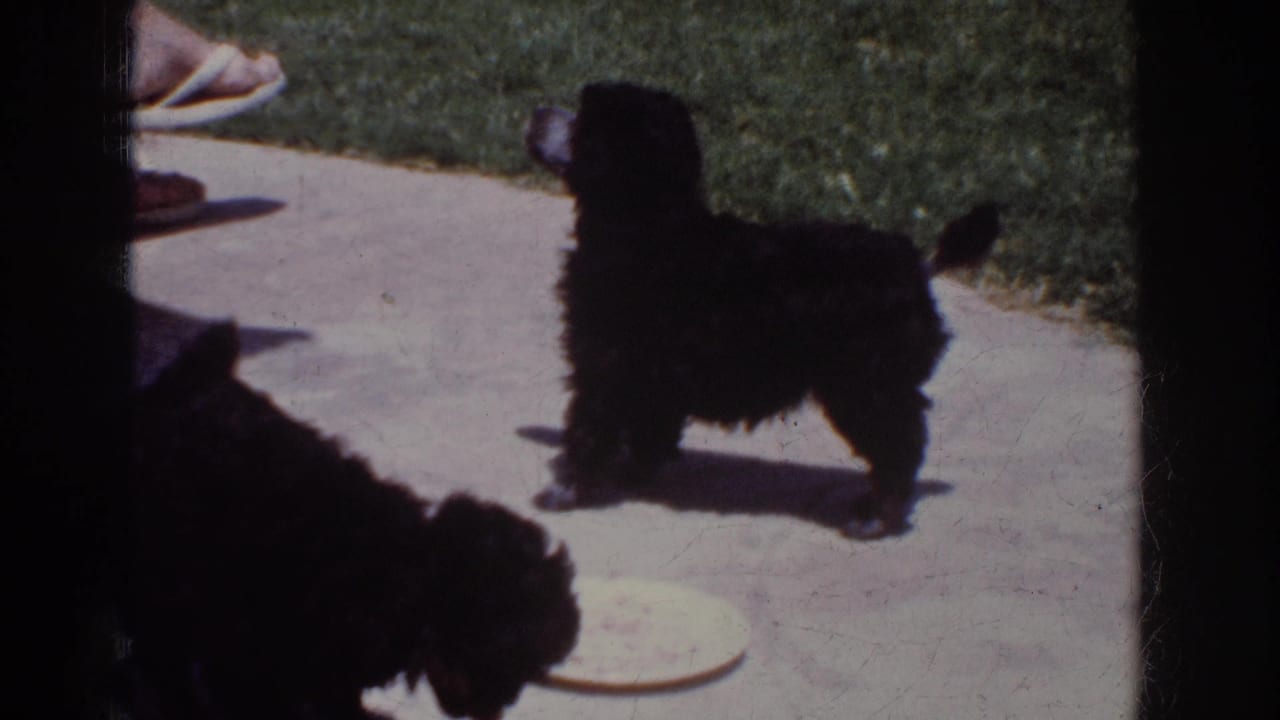 1962 Yorba Linda home-movie frame with two fluffy black puppies on a patio beside a white plate.