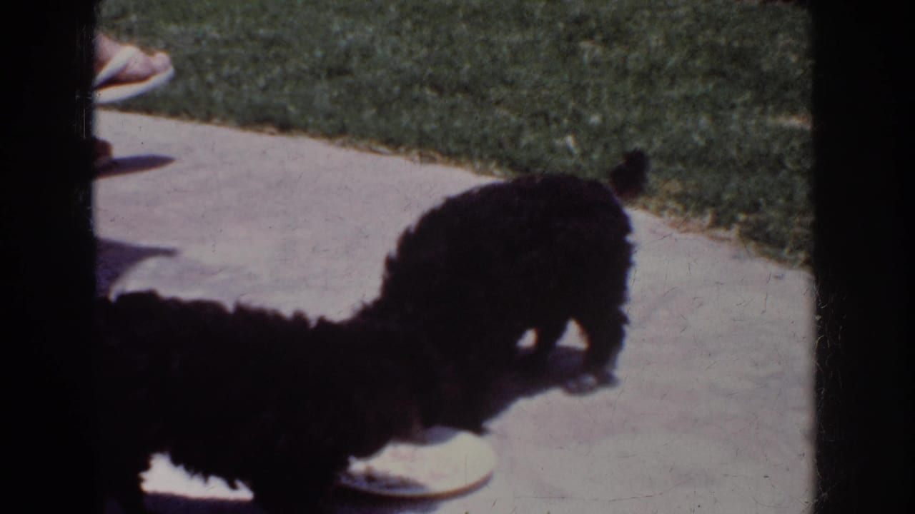 Two black puppies bend toward a white plate on a sunlit patio.