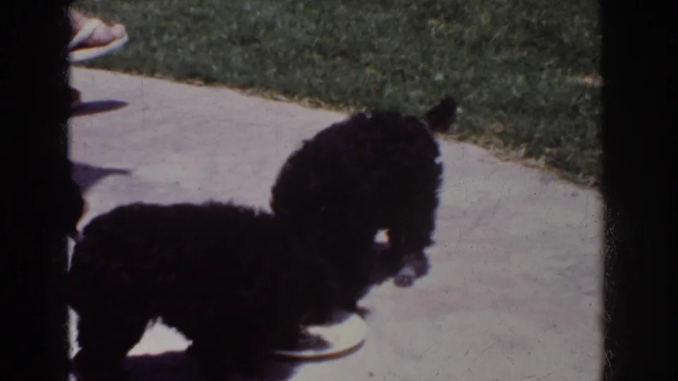 A soft 8mm frame shows two small black puppies gathered around a plate on a California patio.
