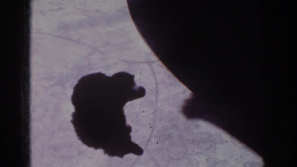 The dog’s dark silhouette is partly separated from a larger rounded shadow on the pale floor surface in the home-movie frame.