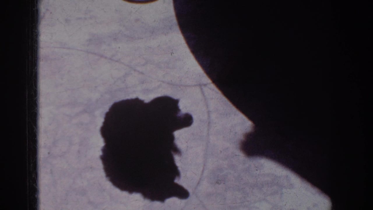 1962 Yorba Linda home-movie frame showing a small puppy's shadow near an adult profile shadow on a bright pale surface.