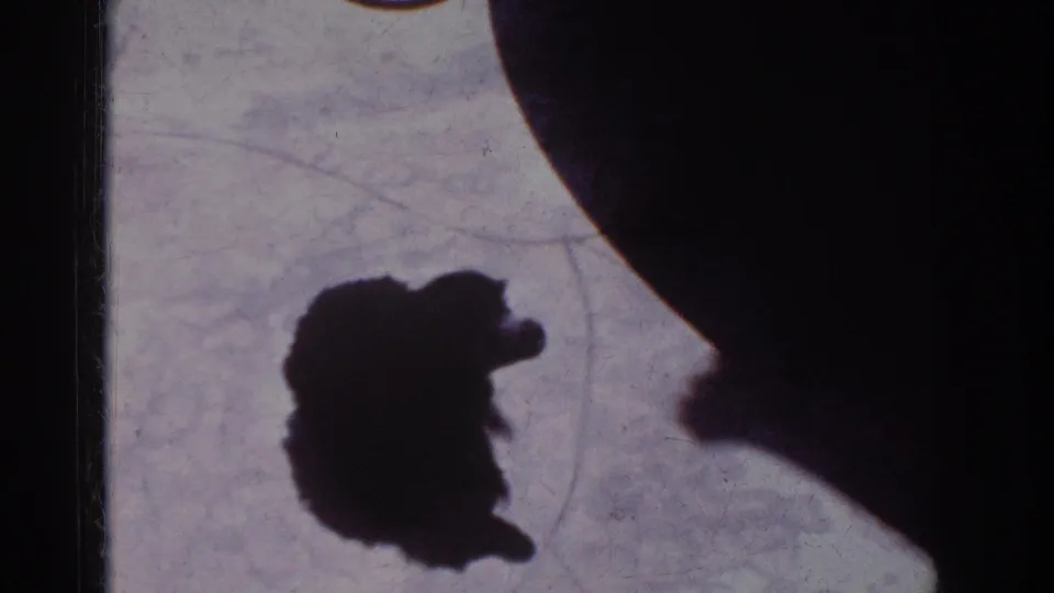 1962 Yorba Linda home-movie frame showing a small puppy's shadow near an adult profile shadow on a bright pale surface.