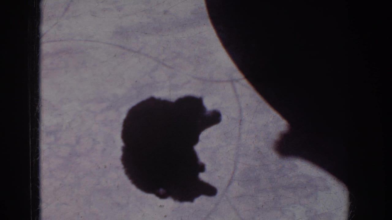 A high-contrast 8mm frame shows the puppy's shadow and a nearby adult profile shadow in bright California sun.