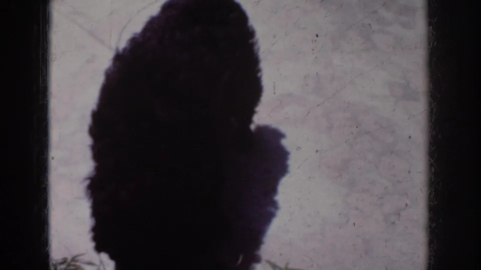 Home-movie frame from the 1962 Yorba Linda clip showing the black poodle puppy as a dark silhouette on a light patio surface.