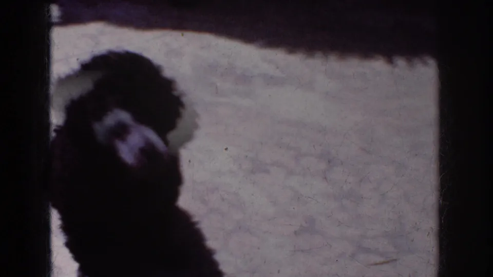 Final 1962 Yorba Linda frame showing the small black poodle puppy in soft focus against a bright outdoor ground plane.