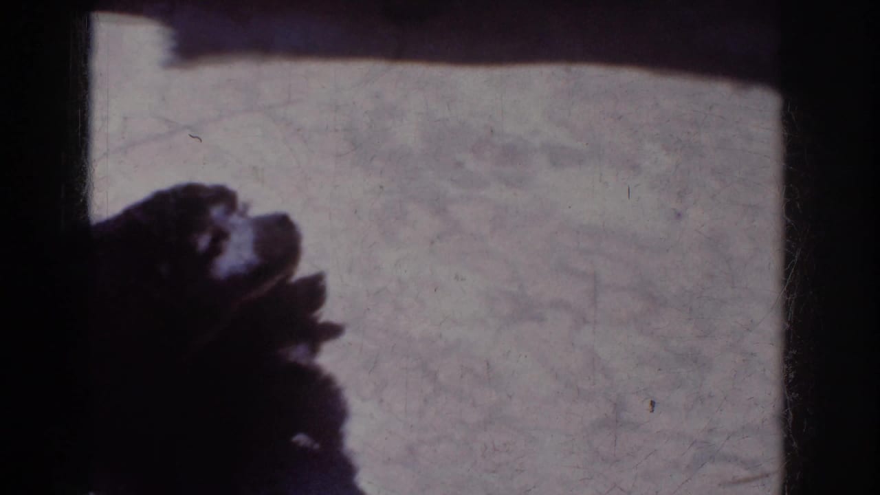 A dark, curly-haired dog appears in silhouette near a pale wall in 1962 Yorba Linda home-movie footage.