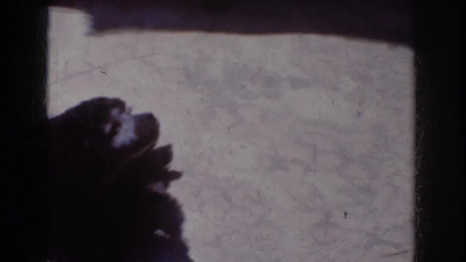 A dark, curly-haired dog appears in silhouette near a pale wall in 1962 Yorba Linda home-movie footage.