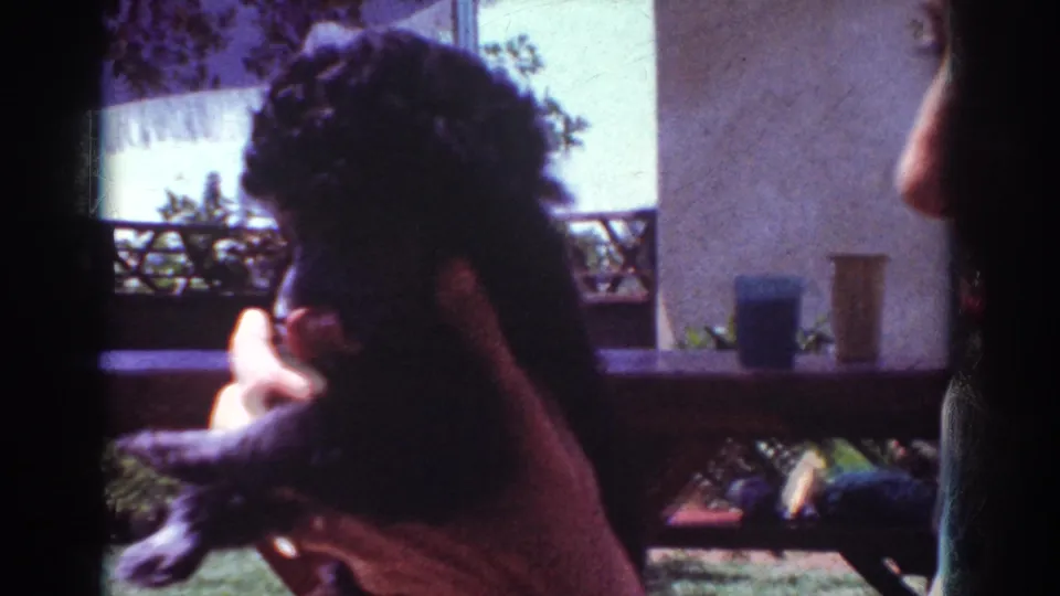 The small black poodle is held upright in front of a patio table, potted plants, and house wall in 1962 Yorba Linda footage.
