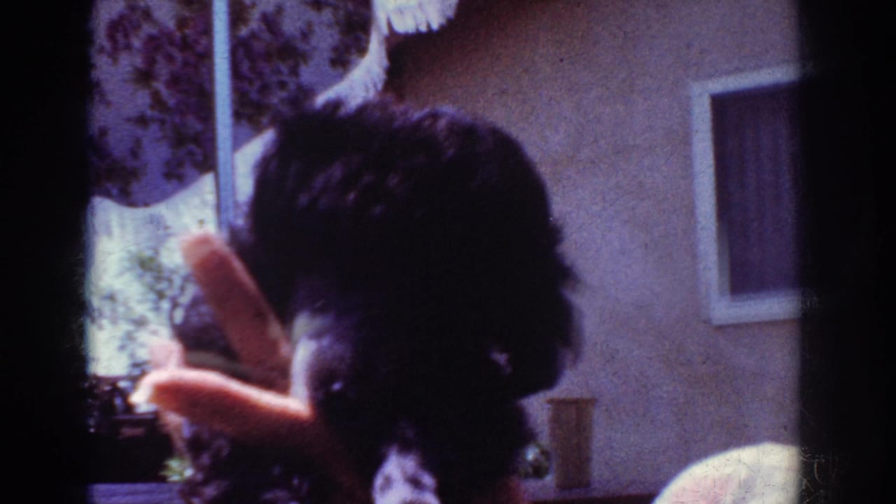 Black poodle puppy faces a person’s hand in front of a window.
