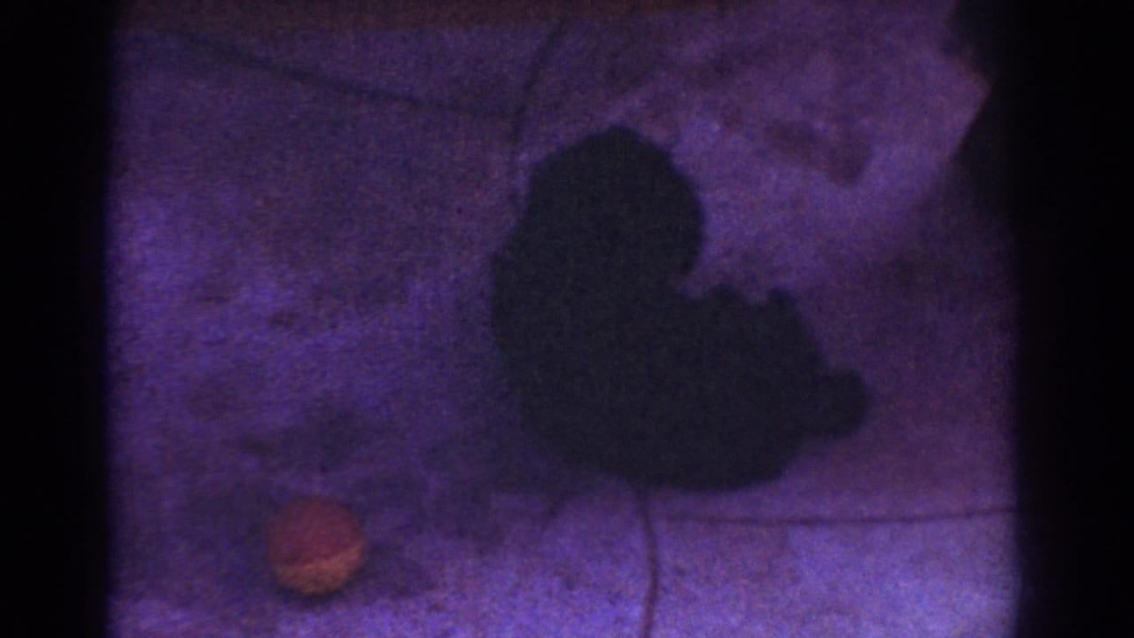 Small dark puppy silhouette on a patio beside a small fallen leaf.