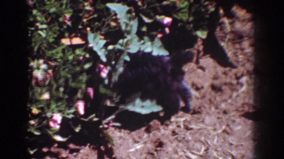Small black poodle puppy moves beside green foliage and pink blossoms in the Yorba Linda garden, with soil visible at right.